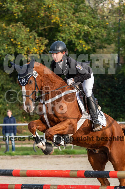 Goldene Schärpe 2020 - Pferde