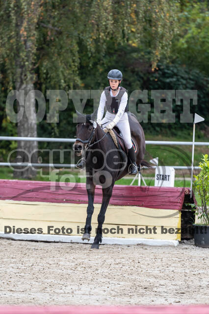 Goldene Schärpe 2020 - Pferde