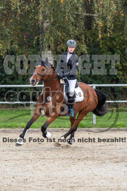 Goldene Schärpe 2020 - Pferde