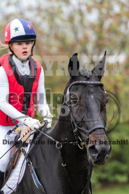 Goldene Schärpe 2020 - Pferde