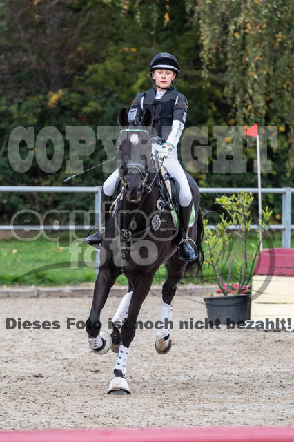 Goldene Schärpe 2020 - Pferde