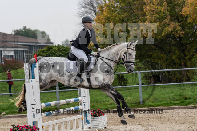 Goldene Schärpe 2020 - Pferde