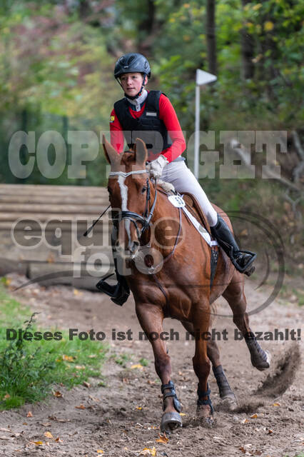 Goldene Schärpe 2020 - Pferde