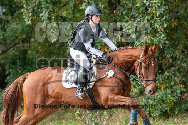 Goldene Schärpe 2020 - Pferde