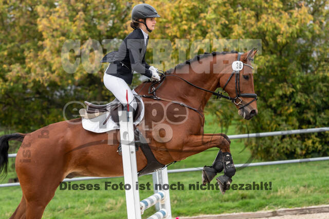 Goldene Schärpe 2020 - Pferde