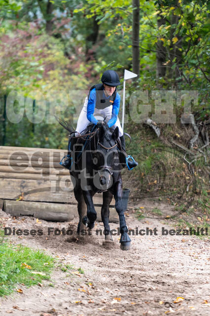 Goldene Schärpe 2020 - Pferde