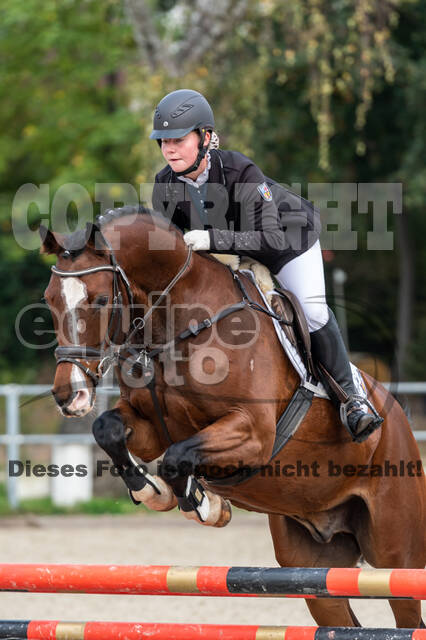 Goldene Schärpe 2020 - Pferde