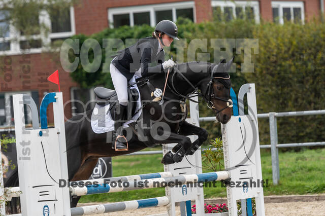 Goldene Schärpe 2020 - Pferde