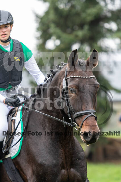 Goldene Schärpe 2020 - Pferde