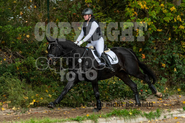 Goldene Schärpe 2020 - Pferde