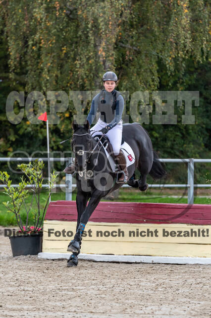 Goldene Schärpe 2020 - Pferde