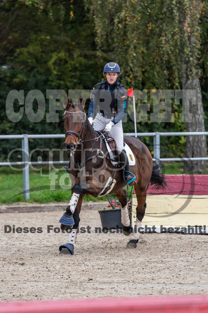 Goldene Schärpe 2020 - Pferde