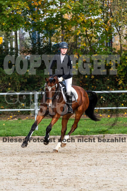 Goldene Schärpe 2020 - Pferde