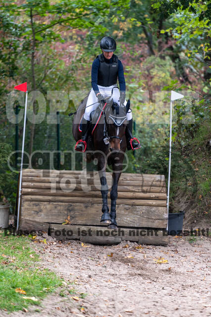 Goldene Schärpe 2020 - Pferde