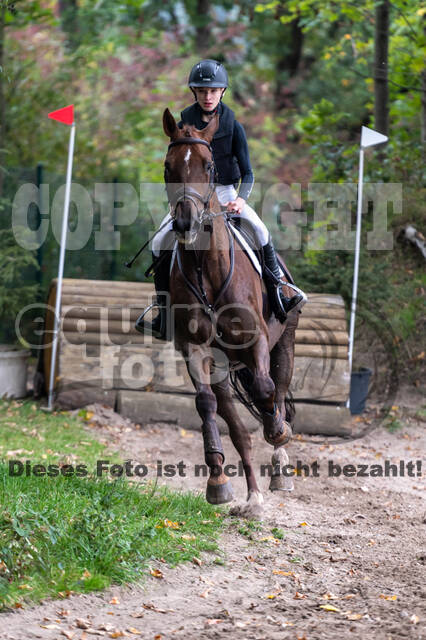 Goldene Schärpe 2020 - Pferde