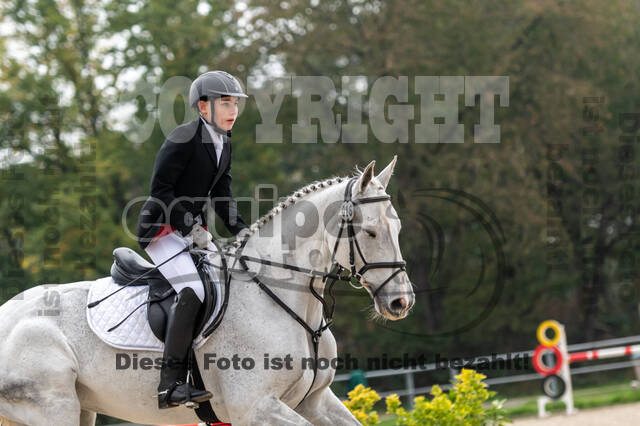 Goldene Schärpe 2020 - Pferde