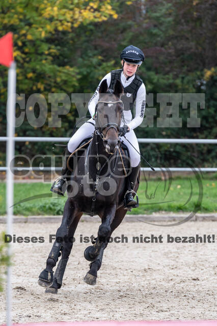 Goldene Schärpe 2020 - Pferde