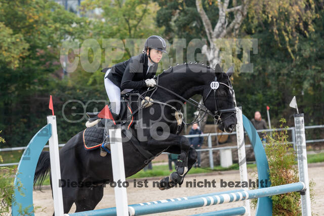 Goldene Schärpe 2020 - Pferde