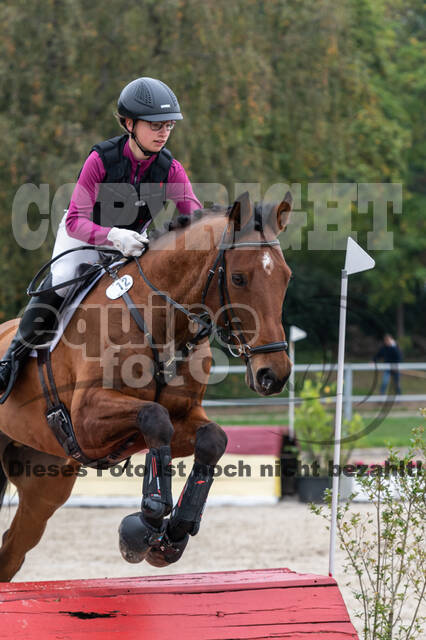 Goldene Schärpe 2020 - Pferde