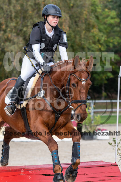 Goldene Schärpe 2020 - Pferde