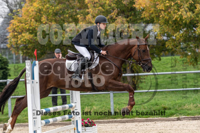 Goldene Schärpe 2020 - Pferde