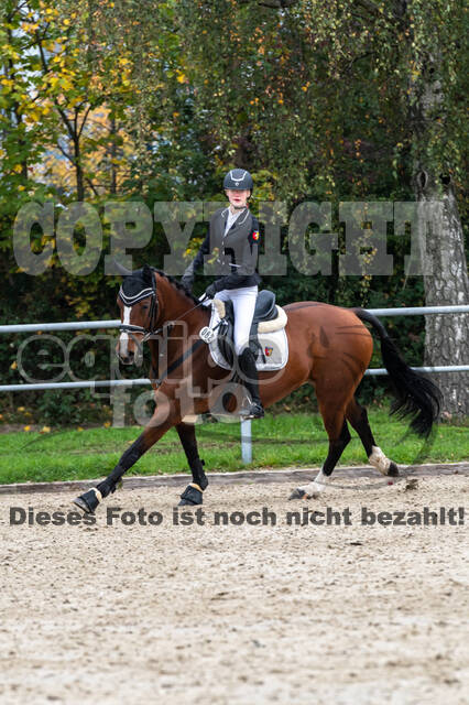 Goldene Schärpe 2020 - Pferde