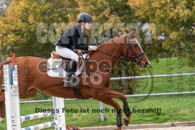 Goldene Schärpe 2020 - Pferde