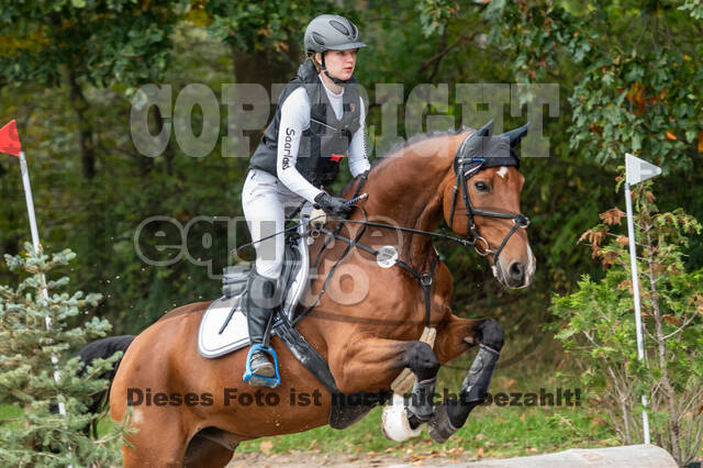 Goldene Schärpe 2020 - Pferde