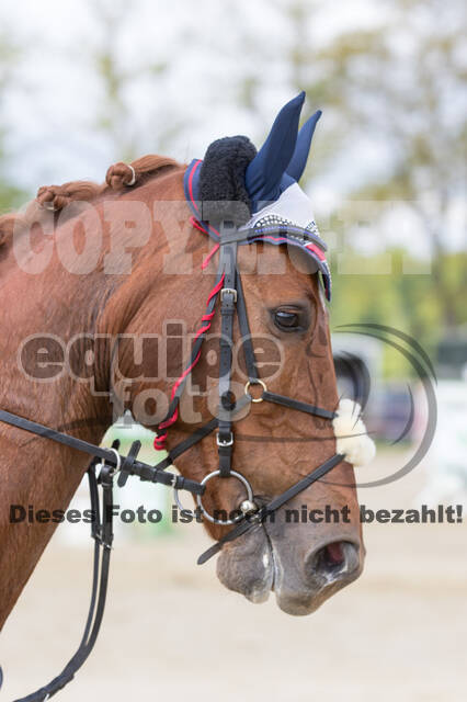 Sterne über Münster 2019 - CCI***S