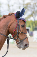 Sterne über Münster 2019 - CCI***S