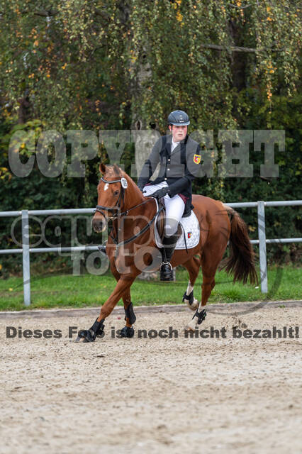 Goldene Schärpe 2020 - Pferde