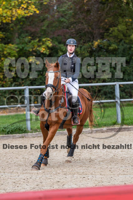 Goldene Schärpe 2020 - Pferde