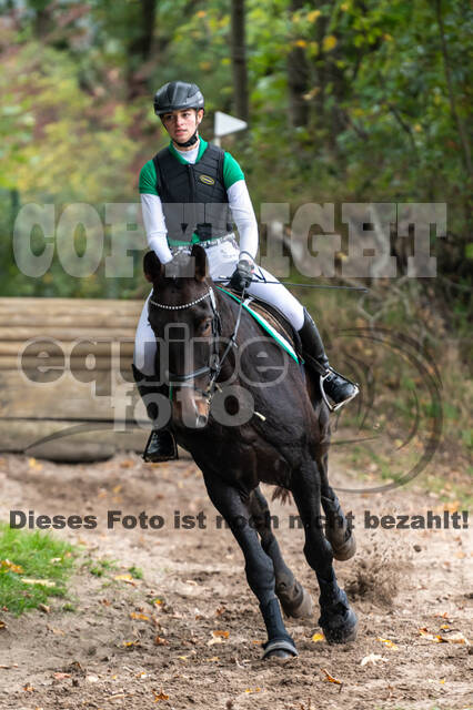 Goldene Schärpe 2020 - Pferde