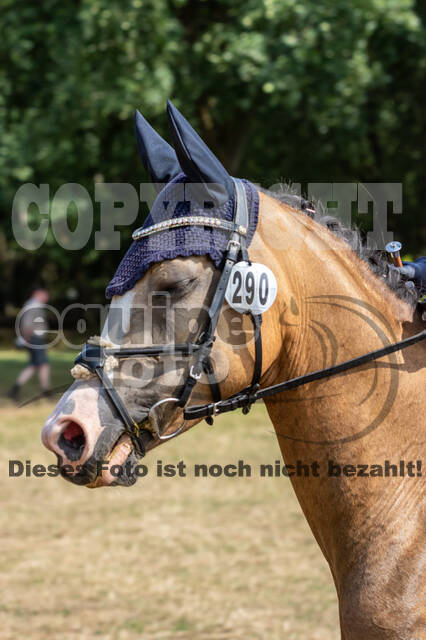 Late-Entry Vielseitigkeit Hamminkeln/Wesel (01.+02.08.2020)