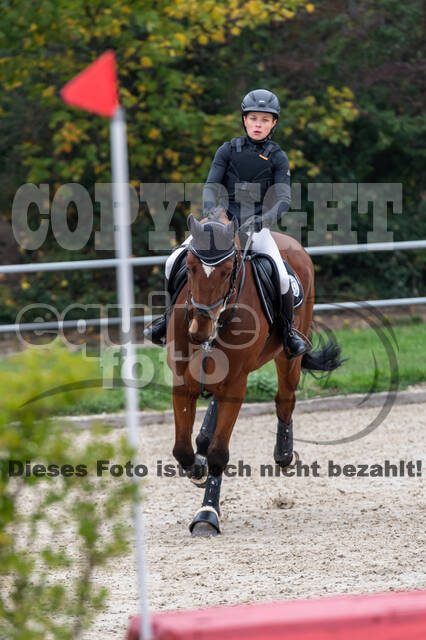 Goldene Schärpe 2020 - Pferde