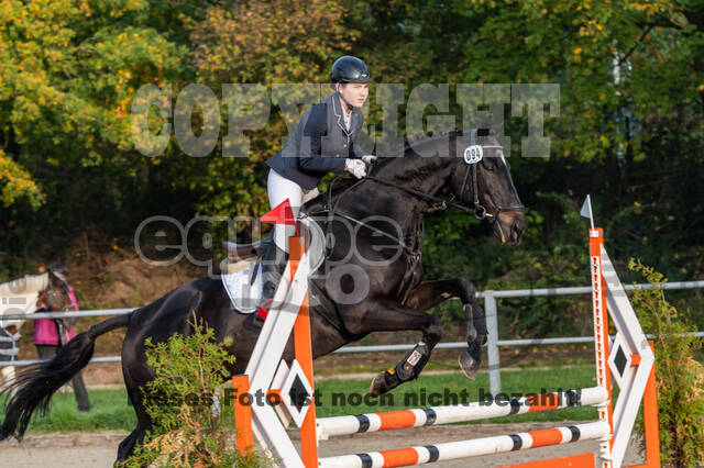 Goldene Schärpe 2020 - Pferde