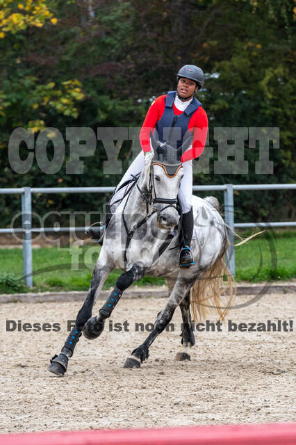 Goldene Schärpe 2020 - Pferde