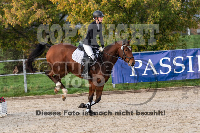 Goldene Schärpe 2020 - Pferde