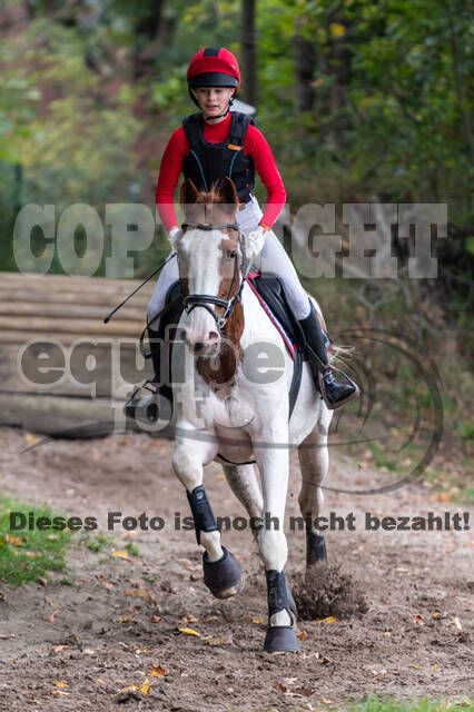 Goldene Schärpe 2020 - Pferde