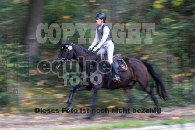 Goldene Schärpe 2020 - Pferde