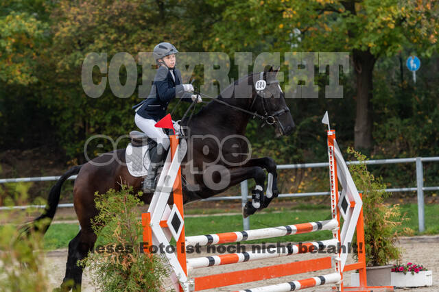 Goldene Schärpe 2020 - Pferde