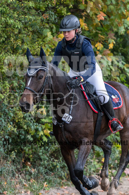 Goldene Schärpe 2020 - Pferde
