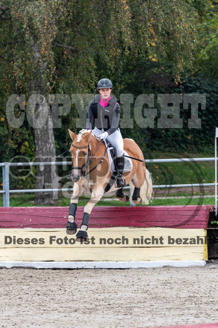 Goldene Schärpe 2020 - Pferde