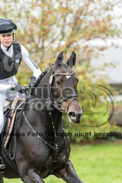 Goldene Schärpe 2020 - Pferde