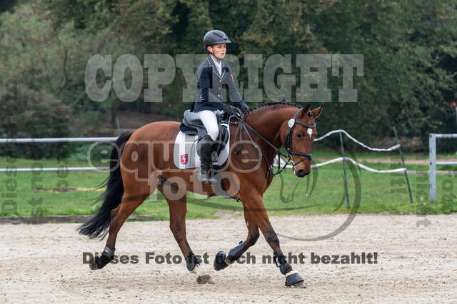 Goldene Schärpe 2020 - Pferde