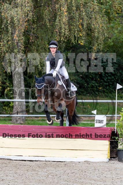 Goldene Schärpe 2020 - Pferde