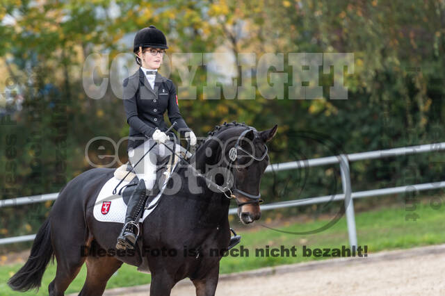 Goldene Schärpe 2020 - Pferde