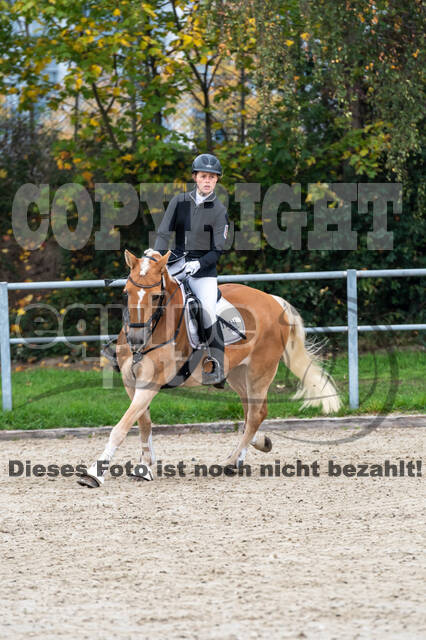 Goldene Schärpe 2020 - Pferde