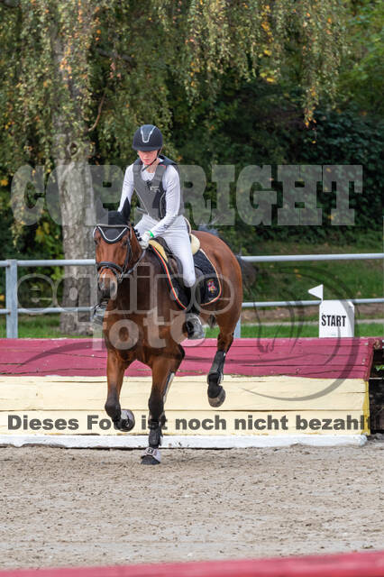 Goldene Schärpe 2020 - Pferde