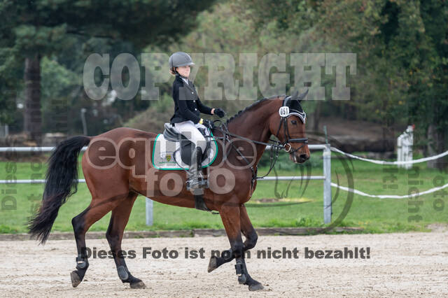 Goldene Schärpe 2020 - Pferde